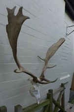Fallow deer stag for sale  WALLASEY