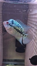 Small size vip for sale  Chippewa Falls