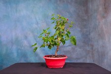Dwarf mulberry pre for sale  North Fort Myers
