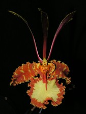 Psychopsis papilio 01 gebraucht kaufen  Dortmund