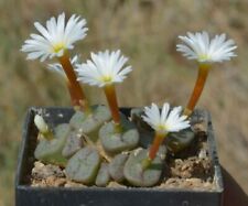 Graines conophytum cubicum d'occasion  Pertuis