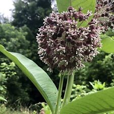 Organic common milkweed for sale  Weston