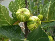 Pianta fico panachè usato  Italia