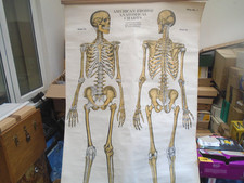 anatomical skeletons for sale anatomical skeletons for sale NORWICH