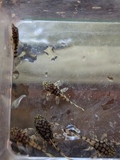 Pack ancistrus sp. d'occasion  Expédié en Belgium