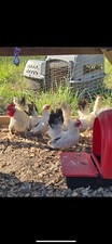 Hatching eggs black for sale  Jacksonville