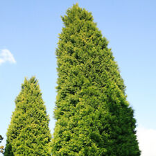 Leyland cypress castlewellan for sale  IPSWICH