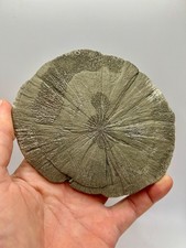 Giant 5.5 lustrous for sale  Sparta