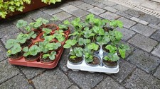 Ableger jungpflanzen erdbeere gebraucht kaufen  Heilbad Heiligenstadt