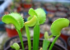 Pianta carnivora dionaea usato  Grumo Appula