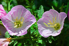 200 samen rosa gebraucht kaufen  Stralsund-Umland I