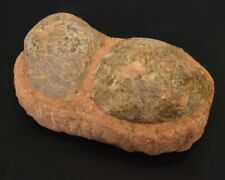 Two fossilised dinosaur for sale  BRISTOL