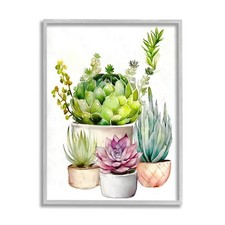 Varied succulent garden for sale  Knoxville