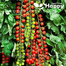 Tomato seeds sweet for sale  DONCASTER