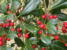 Holly tree east for sale  High Springs