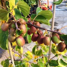 Pianta kiwi arguta usato  Torre Canavese