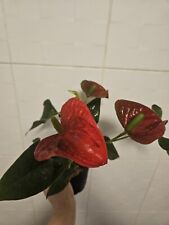 Anthurium andraeanum flamingo for sale  YEOVIL