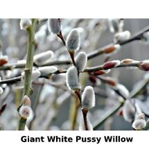 Giant white pussy for sale  Danielson