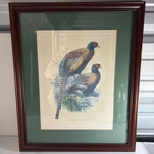 pheasant print for sale pheasant print for sale Louisville