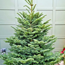 trees fir grand noble for sale trees fir grand noble for sale Albany
