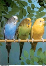 Animals birds wavy d'occasion  Expédié en Belgium