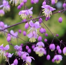 Thalictrum delavayi 1.5ltr for sale  NORWICH