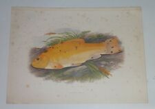 Lydon golden tench for sale  LEICESTER