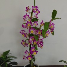 Dendrobium victory moon for sale  Short Hills