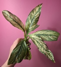 Spathiphyllum sensation Variegata  na sprzedaż  PL