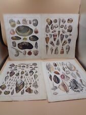 Shells engravings 19th d'occasion  Expédié en Belgium