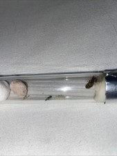 Colonie fourmis d'occasion Colonie fourmis d'occasion  Cuiseaux