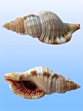 Ranellidae cymatium pileare usato  Roma