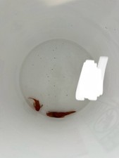 Pair super red for sale  Fremont
