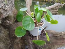 peperomioides pilea gebraucht kaufen  Röttenbach b Erlangen