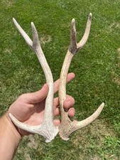 Matched naturally shed for sale  Kansas City