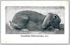 50898005 widderkaninchen hase gebraucht kaufen  Deutschland