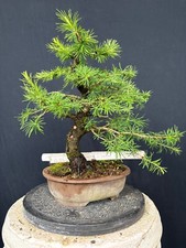 Lärche bonsai prebonsai gebraucht kaufen  Wettstetten