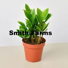 Seeds zamioculcas zamiifolia for sale  Spring City