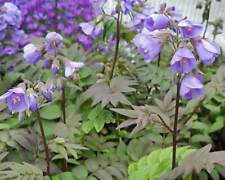 jacobs ladder for sale jacobs ladder for sale WALLINGFORD