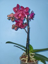 Phalaenopsis sogo relax gebraucht kaufen  Deutschland