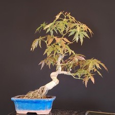 bonsai tasso usato bonsai tasso usato Cison di Valmarino