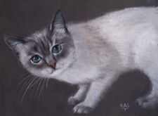 Gatto bianco siamese usato  Terni