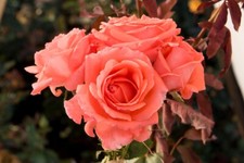 Climbing rose america for sale  Manchester