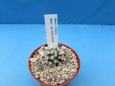 Mammillaria theresae gcg12504 for sale  BIRMINGHAM