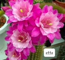 Hildewintera lobivia otto d'occasion  France