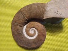 crioceras d'occasion crioceras d'occasion Orgon