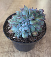 Echeveria pink edge for sale  SHEFFIELD