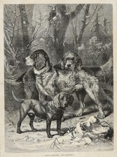 Dog hanover hound d'occasion  Expédié en Belgium