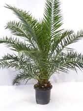 Xxl phoenix canariensis gebraucht kaufen  Mühlheim