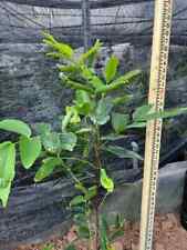 Central taiwanese white for sale  Sacramento